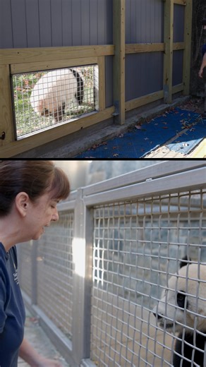 29K views · 761 reactions |  New year, new pandas! In just 24 days,...