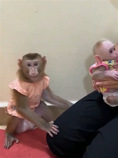 Chichi the Cute Monkey and Her Duck-like Stand