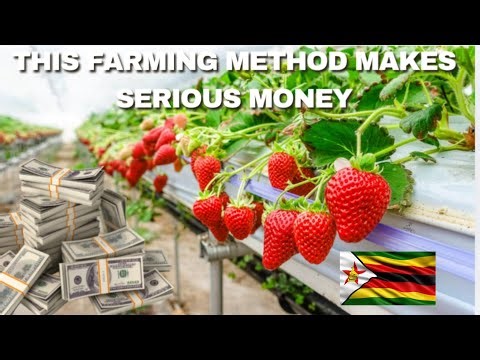 How White Farmers In Zimbabwe Are Making Money From Hydroponics Strawberry Farming