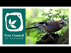 Woodland Birds in Ireland