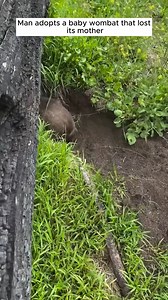 46K views · 1.2K reactions | Rescue a baby wombat #animal #animalsoftiktok #rescueanimals #rescueanimalsoftiktok #wombat | Beautiful Dogs Love | Facebook