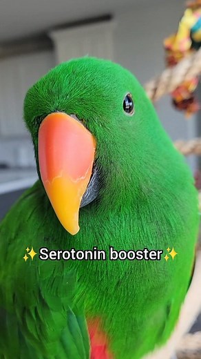 9.9K views · 522 reactions | Did it work? . . . . . #gideon #eclectus #eclectusparrot #eclectusofinstagram #serotonin #serotoninboost #boost #bird #mood #feelings #therapy #mindfulness #mindbodysoul #healing #feelgood #happy #calm #memes #animals #pets #parrot #green #saturday #goodvibes #positivevibes #trending #trendingreels #trendingaudio #foryou | The Green Bird Brigade | Facebook