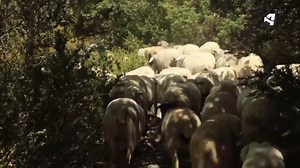 Judit y sus ovejas llegan a su destino 🐑 💚 ¡Cómo nos ha gustado la trashumancia con ellas! Y también conocer a David 😉 📅 El campo es nuestro Aragón TV, de lunes a viernes, a las 15:10h. Descubre el tramo final del camino 🌐 https://www.youtube.com/watch?v=GkxqhxQTZM8 | Aragón TV