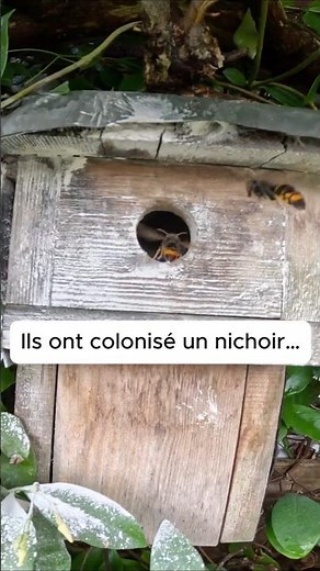 Hornet nest in a nest box… look at this 👇