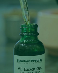 VF Hemp Oil is an organic hemp oil for cats and dogs. It’s designed to support your pets’ endocannabinoid systems, or ECS. The ECS is important in maintaining optimal health, as it supports the central nervous system, the gastrointestinal system, the immune system, hormones, bones, muscles, and more. Learn more about our VF Hemp Oil: https://bit.ly/3wzsxp2 | Standard Process Inc.