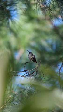 I love my X T30 II. I just wish it had in camera stabilization.