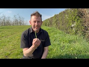 Identifying Yarrow, Achillea millifolium
