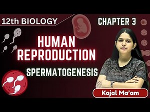 Spermatogenesis | Class 12 Biology Chapter 3 | NCERT | NEET + CBSE | Kajal Ma’am