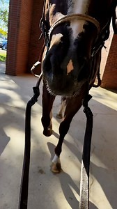 Denver ASMR🐴 | Katie Van Slyke