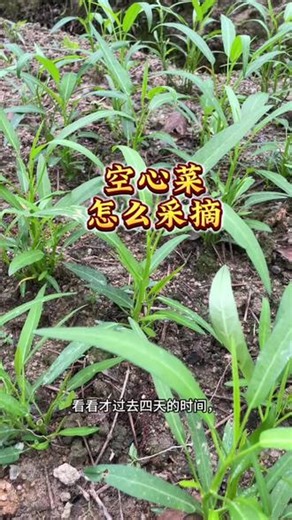 我这空心菜开始吃不完了，你们的摘了吗？#空心菜 #白梗空心菜 #空心菜种植 #我的种植经验分享 #种植的乐趣