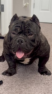 8month update on the bulls YouTube seen it first 💯 #dogs #puppy #bullies Bape Blood | Designer Bully® | Tinybeefy Spancy Robinson