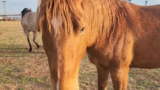 381 reactions · 13 shares | Big, stout, SMART, quarter horse colts. All 2 year olds except for the grulla and a blue gelding that are 3 yrs old. | MA Quarter Horses | Facebook