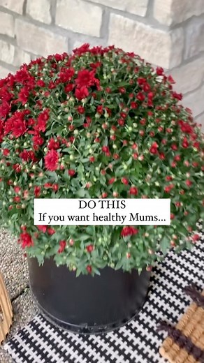 🍋 Best Fall hack! Comment SHOP for my favorite planters. 👇🏼 This works for Me! When I buy Mums, I immediately soak them in a bucket for a day because they aren’t watered well enough at the nursery. After that, whenever they feel light (every few days) or we have a warmer day, I soak them in a bucket for at least 30 minutes. Happy Fall! Follow along for more home decor, the best product deals, and interior design tips. #falldecorating #homehacks #hometips #gardeninspo #fallmums #falldecor #ama