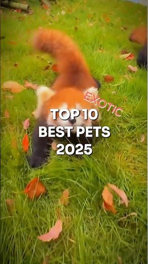 Top 10 Best EXOTIC pets!😊