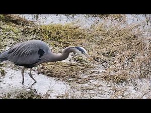 GREAT BLUE HERON EATS A HUGE RAT