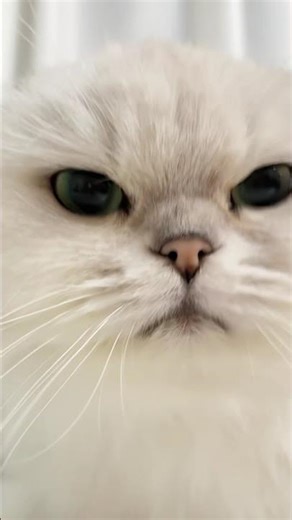 ANGRY Cat Thinks It's a DOG! 😼 Watch My Grumpy Cat BARK Like a PUPPY! 😂