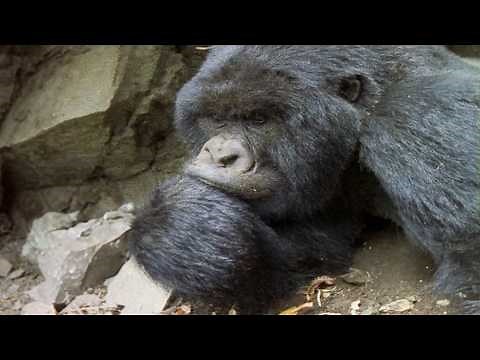 This Gorilla Story Took SEVEN Years To Capture (Animal Documentary)
