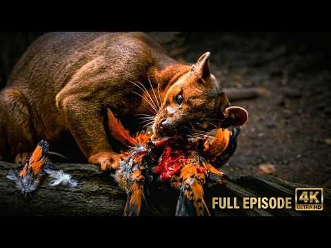 Fossa: Madagascar's Most Terrifying Predator | Full Episode 4K