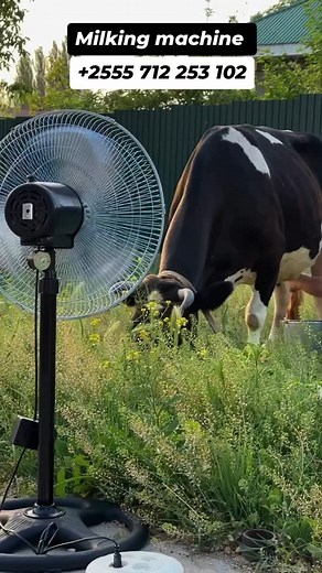 246 reactions · 14 shares | TUNAUZA MASHINE YA KUKAMULIA NG'OMBE...