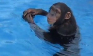 WATCH: Apes can swim and dive just like humans