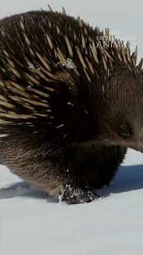 Extraordinary Animals: Echidna Puggles