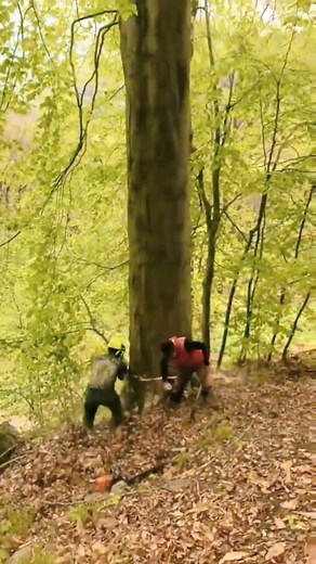 29K views · 204 reactions | The stunning scene of dead tree removal #satisfying #tree #asmr #oddlysatisfying #fyp #fypシviralシ2024 | Agriculture &Tree-cutting | Facebook