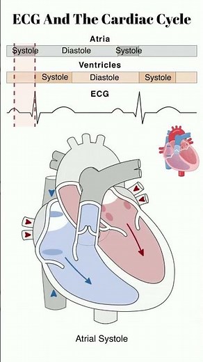 ECG and Cardiac Cycle Animation #ecg #ekg #usmle #meded #heart #cardiology #medicine #physiology