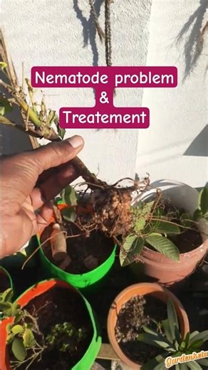 Nematodes in plants and its control #nematodes #ytshorts