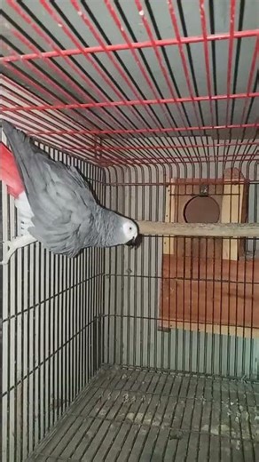 Smart African Grey Parrot Amazing Talking Skills | Cute Bird Video