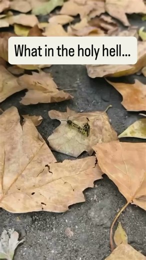 #funny #comedy #lol #haha #anthonybeastmode