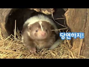 쥬니어네이버 사파리-스컹크