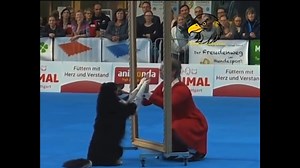 Is this not the cutest of puppy dogs? 🐶🐕🐕‍🦺 🎥@dogtrainingfam | Ron Hoenig MP