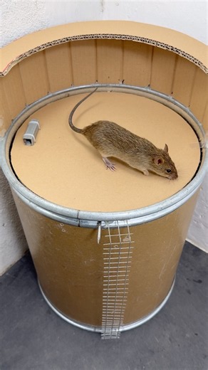 DIY Bucket Mouse Trap – Simple, Smart & Effective #rat