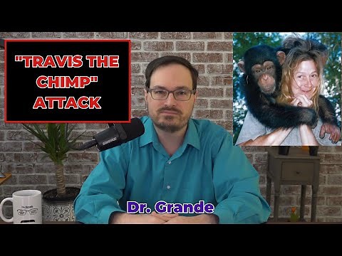 Analysis of "Travis the Chimp" | Who Was Responsible for the Attack?