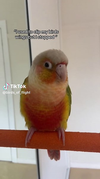 Why Wing Clipping is Harmful to Conures