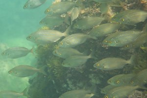 Fish School by Randomly Copying Each Other | Marine Science