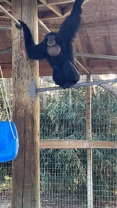 11K views · 38 reactions | The sounds of siamangs.. siamangs are the loudest of the gibbons with their calls being heard from 2 miles away. This is Elmo & Onyx, but once one siamang starts calling, they all join in. With 8 siamangs here at APES, it gets pretty loud!! #siamangs #ape #primate #siamang #animals #sanctuary #toocute | Animal Preservation & Education Sanctuary - A.P.E.S | Facebook