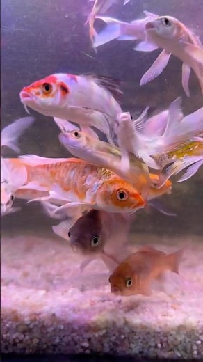 🔥 Most Beautiful Koi Fish Ever Seen 🐠✨ | Exotic Japanese Koi Pond Collection
