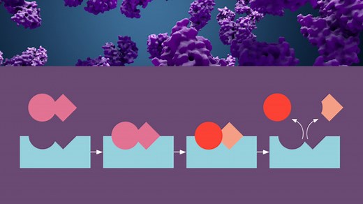 Enzyme – Funktionsweise (Basiswissen) | sofatutor.com