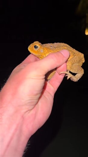 1.3K views | Catching toads and giving them to my sister  | Coltyy & cambo | Facebook