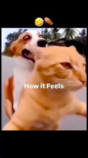 Ladh re tu baliraja 😂😂 #couple #forever #music