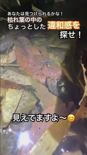 【両生類観察】あなたは早く見つける事が出来るかな？！NO.２６０