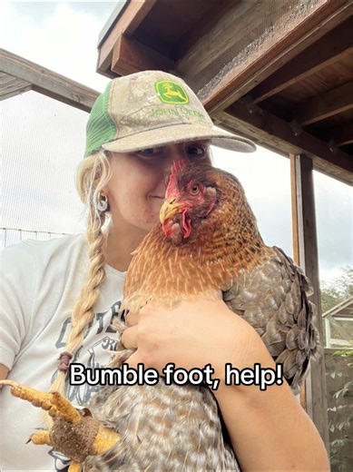 Effective Bumblefoot Treatment for Backyard Chickens