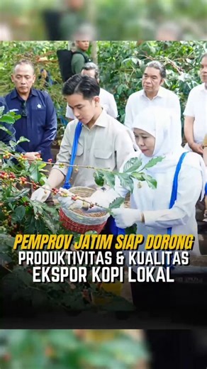 khofifah indar parawansa on Instagram: "Kami mendampingi Wakil Presiden RI Gibran Rakabuming panen raya bersama masyarakat Petani Kopi Ijen di Kebun Kopi Kalisat Jampit, Kab. Bondowoso pada Selasa (24/6). Turut didampingi oleh Wakil Gubernur Jatim Emil Elestianto Dardak, Bupati Bondowoso Abdul Hamid Wahid, jajaran Dirut PTPN dan Forkopimda Jatim, Kab. Bondowoso, Gubernur Khofifah dan Wapres Gibran melakukan panen biji kopi di area perkebunan Java Coffee Estate (JCE) seluas 3.530,77 hektare yang 