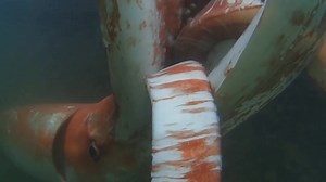 2.8K views · 24 reactions | The giant squid is widespread, inhabiting all the world's oceans, with maximum usual sizes of around 12–13 m (39–43 ft) in length! #nature #animals #squid | Nature Is Angry | Facebook