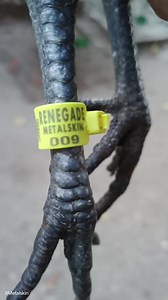 Peruvian Metalskin Blues Unlifeet Toppy Pullet, Going to Cavite | Rene Gade Peruvian