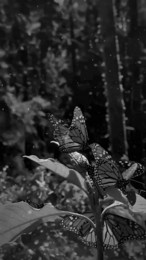 Vidéos de warda.warda (@warda.warda19) avec son original - 𝕊𝔸𝕀𝔻 𝕄𝕆ℝ𝔸𝔻 🇲🇦