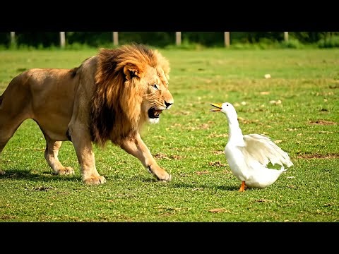 A Lion vs a Duck?! This Was NOT Expected 😱
