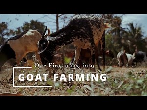 Goat Keeping 101: Our First Steps into Goat Farming | Preparing a Home for Goats