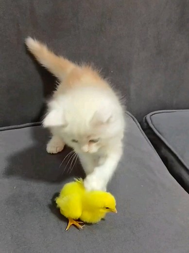 Funny Kitten and Chick Moments to Brighten Your Day
